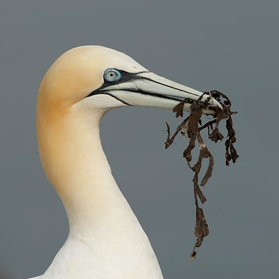 BUITEN BEELD Foto: 62210