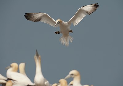 BUITEN BEELD Foto: 62217