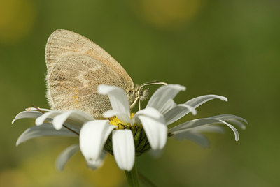BUITEN BEELD Foto: 62245