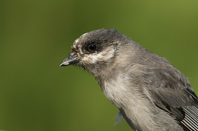BUITEN BEELD Foto: 62254