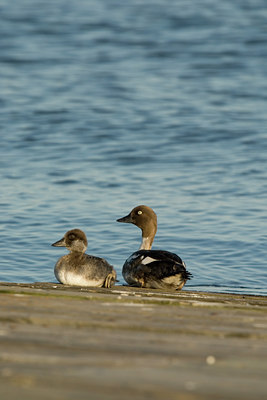BUITEN BEELD Foto: 62266
