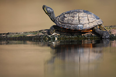 BUITEN BEELD Foto: 62292