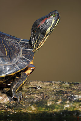 BUITEN BEELD Foto: 62294