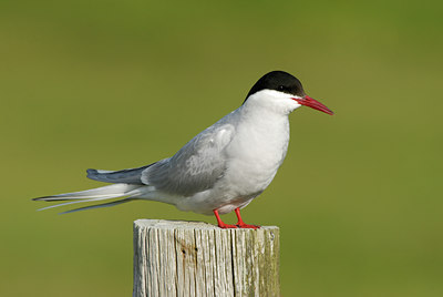 BUITEN BEELD Foto: 62372