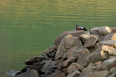 BUITEN BEELD Foto: 62383
