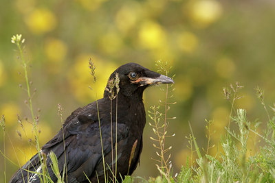 BUITEN BEELD Foto: 62423