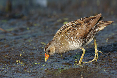 BUITEN BEELD Foto: 62437