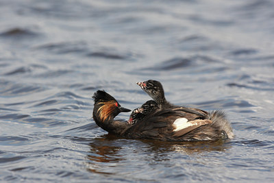 BUITEN BEELD Foto: 62446