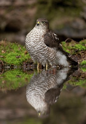 BUITEN BEELD Foto: 62450
