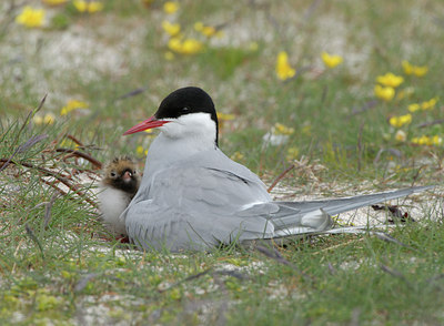 BUITEN BEELD Foto: 62458