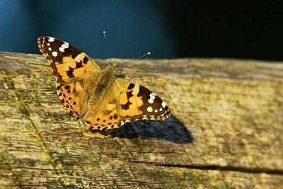 BUITEN BEELD Foto: 62466