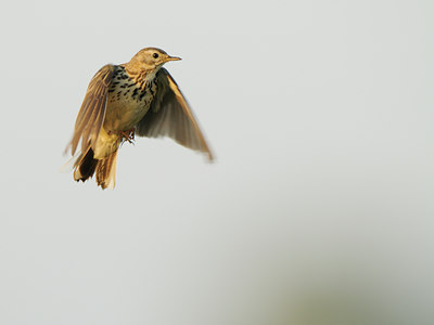 BUITEN BEELD Foto: 62551