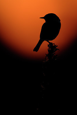 BUITEN BEELD Foto: 62554