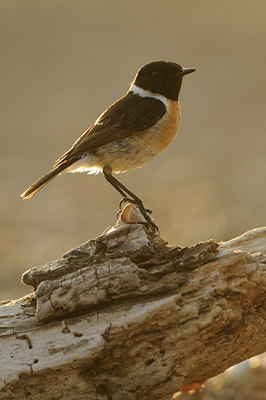 BUITEN BEELD Foto: 62556