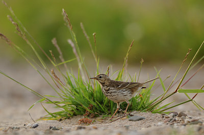 BUITEN BEELD Foto: 62560