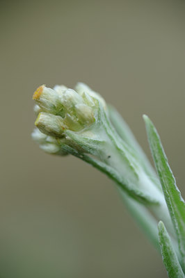 BUITEN BEELD Foto: 62606