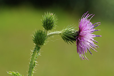 BUITEN BEELD Foto: 62610