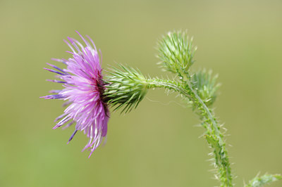 BUITEN BEELD Foto: 62611
