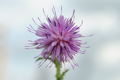 BUITEN BEELD Foto: 62613