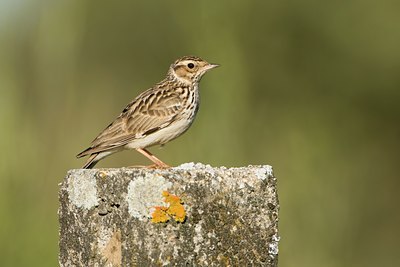 BUITEN BEELD Foto: 62619