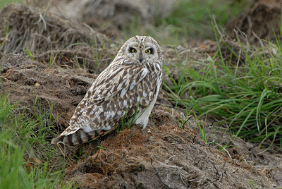BUITEN BEELD Foto: 62643