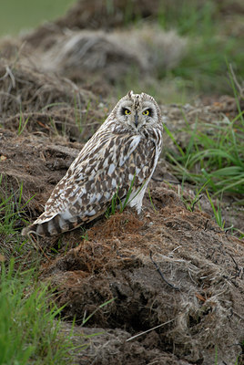 BUITEN BEELD Foto: 62644