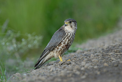BUITEN BEELD Foto: 62645