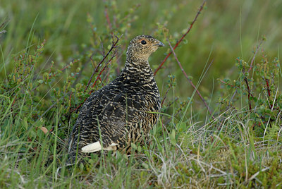 BUITEN BEELD Foto: 62648