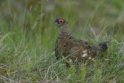 BUITEN BEELD Foto: 62649