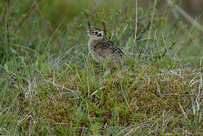 BUITEN BEELD Foto: 62650