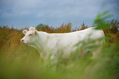 BUITEN BEELD Foto: 62662