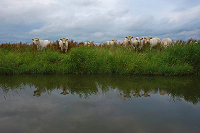 BUITEN BEELD Foto: 62665