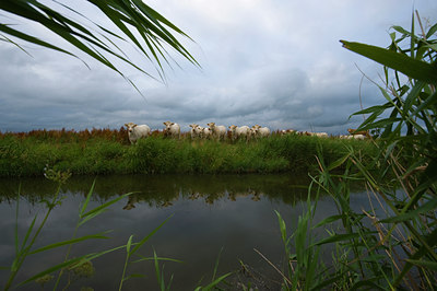 BUITEN BEELD Foto: 62666