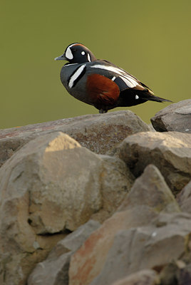 BUITEN BEELD Foto: 62674