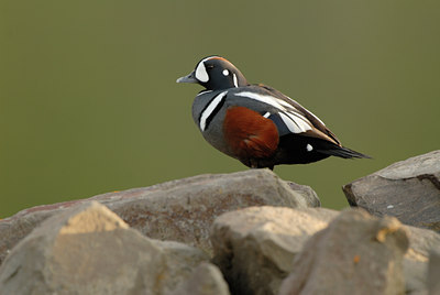 BUITEN BEELD Foto: 62675