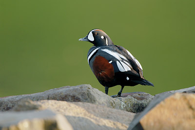 BUITEN BEELD Foto: 62676