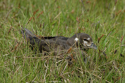 BUITEN BEELD Foto: 62692