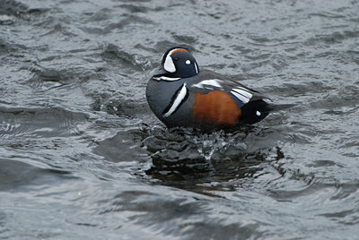 BUITEN BEELD Foto: 62694