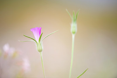 BUITEN BEELD Foto: 62698