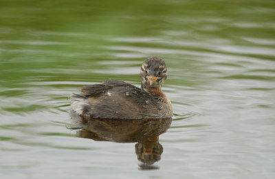 BUITEN BEELD Foto: 62804