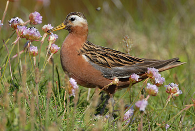 BUITEN BEELD Foto: 62817
