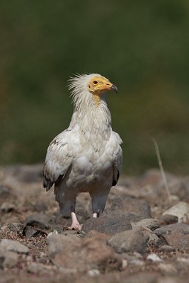 BUITEN BEELD Foto: 62825