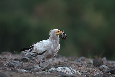 BUITEN BEELD Foto: 62827