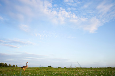 BUITEN BEELD Foto: 62853