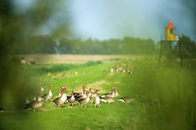 BUITEN BEELD Foto: 62859