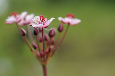 BUITEN BEELD Foto: 62870