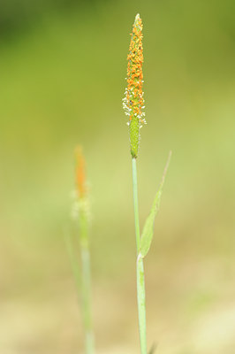 BUITEN BEELD Foto: 62871