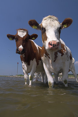 BUITEN BEELD Foto: 62876