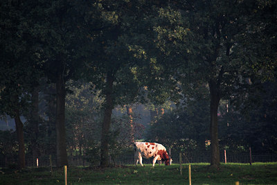 BUITEN BEELD Foto: 62879