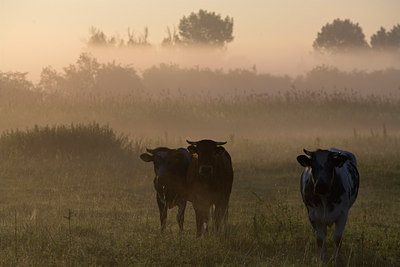 BUITEN BEELD Foto: 62881